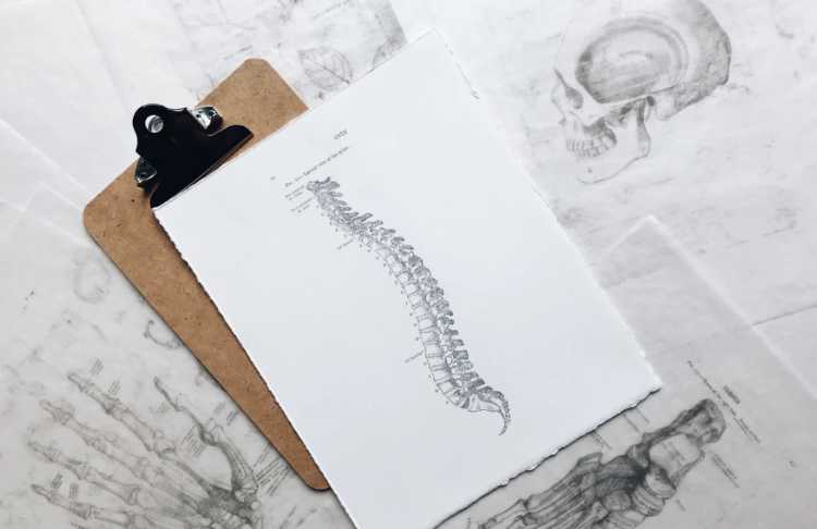 drawing of the human spine